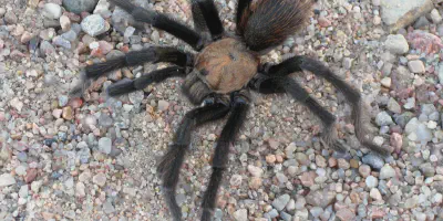 /img/22363-texas-brown-tarantula-cleaning.webp