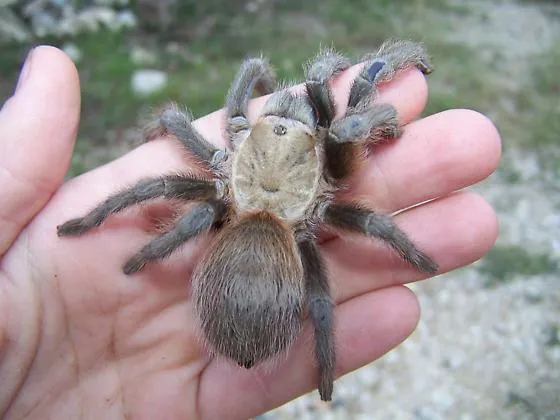22363 texas brown tarantula feeding