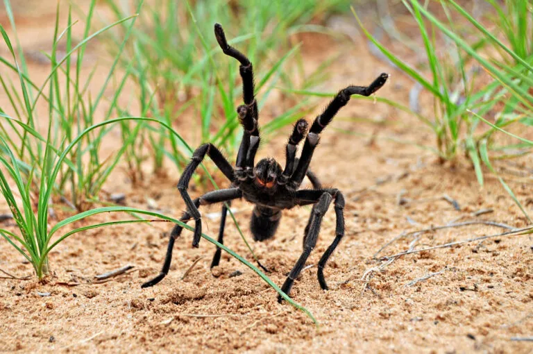 22363 texas brown tarantula habitat overview