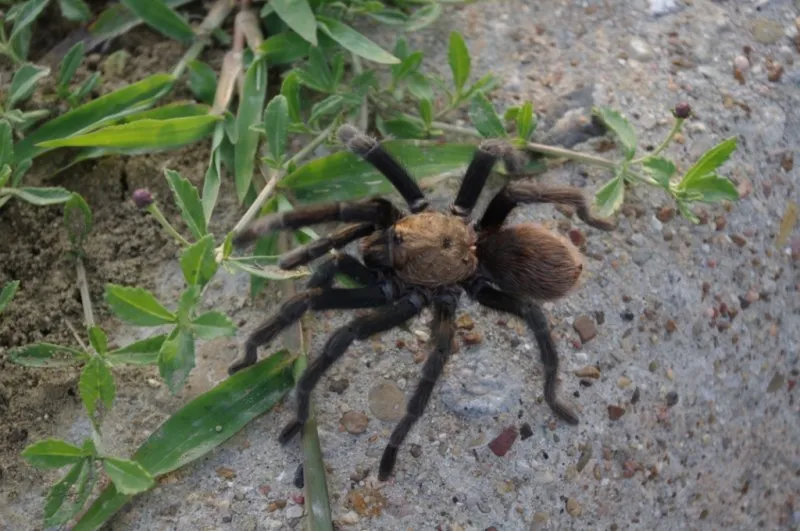 22363 texas brown tarantula hiding spot