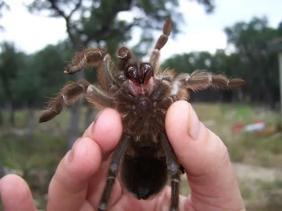 22363 texas brown tarantula substrate
