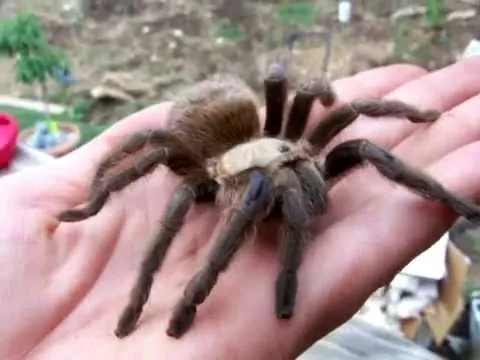 22363 texas brown tarantula water dish