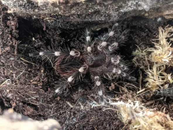 /img/22368-tarantula-feeding-schedule.webp
