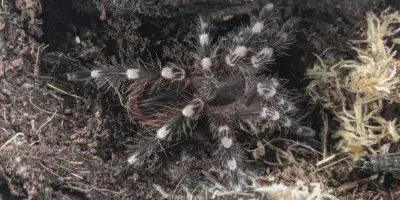 /img/22368-tarantula-feeding-schedule.webp