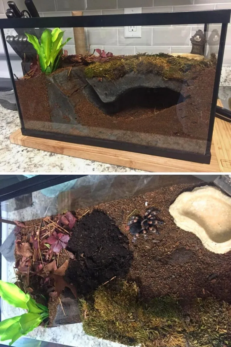 22369 tarantula enclosure types