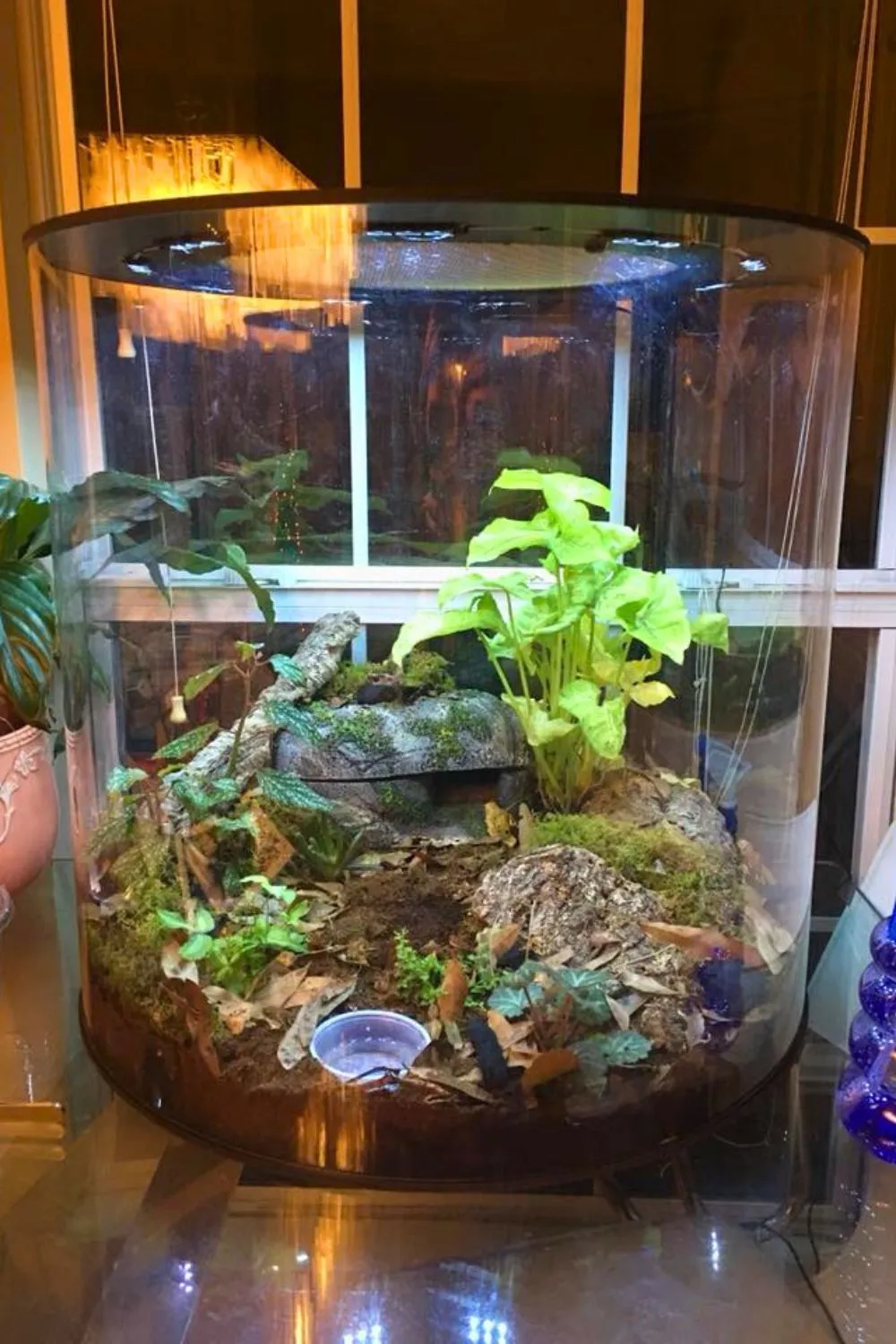 22369 tarantula substrate depth