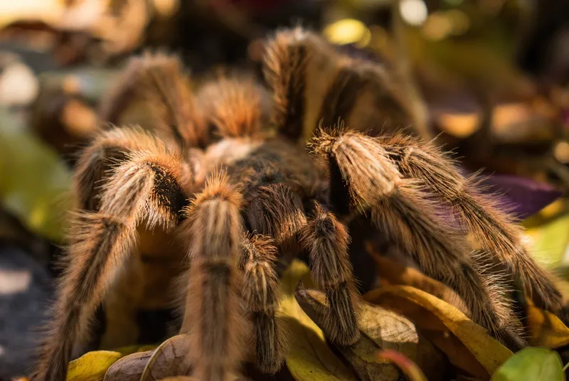 22371 tarantula mating