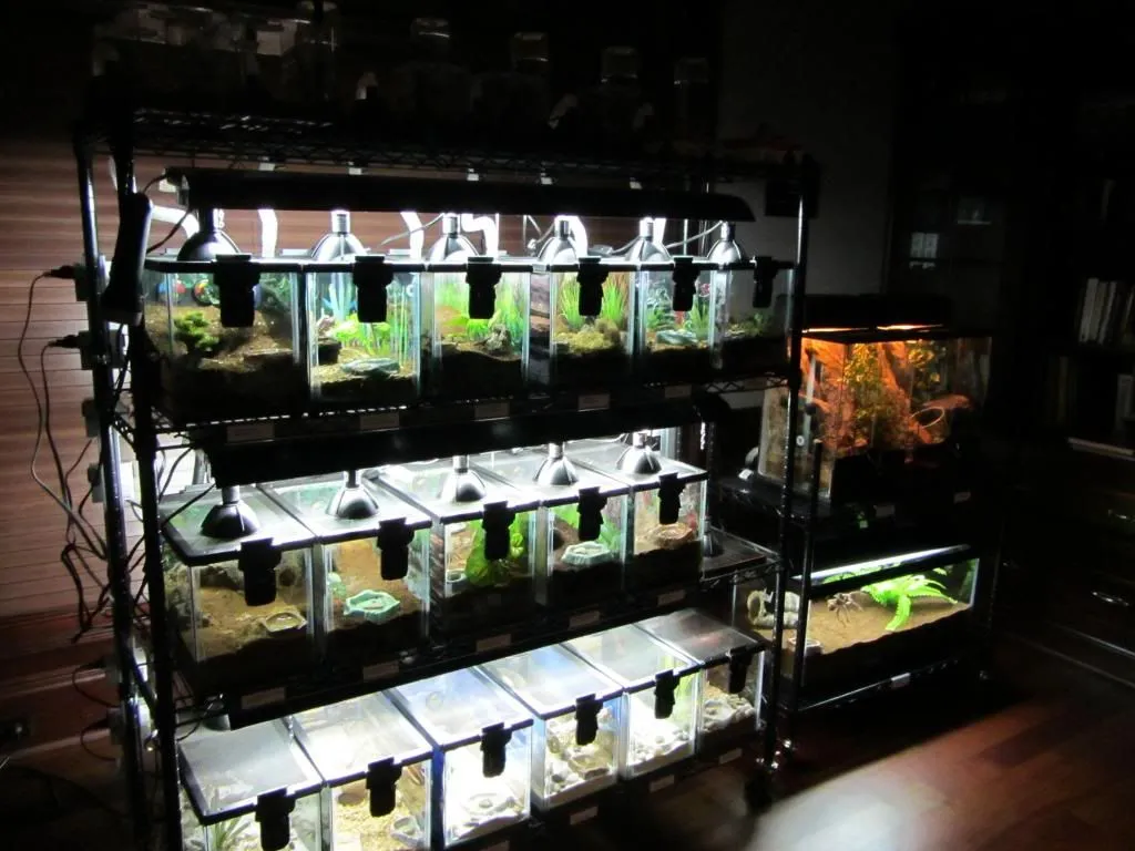 22372 gta 5 tarantula enclosure 2