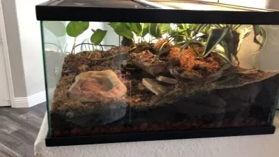 22372 gta 5 tarantula enclosure 3