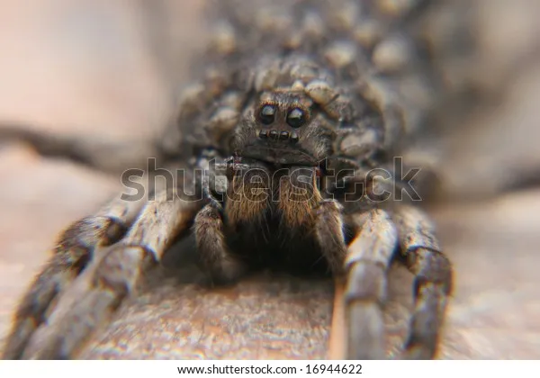 22373 face app tarantula image4