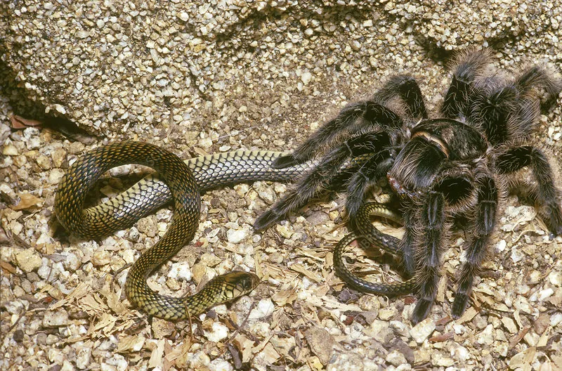 /img/22375-tarantula-drinking-water.webp
