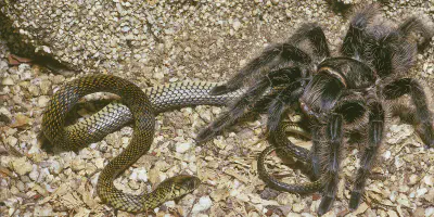 /img/22375-tarantula-drinking-water.webp