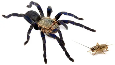 22375 tarantula eating cricket