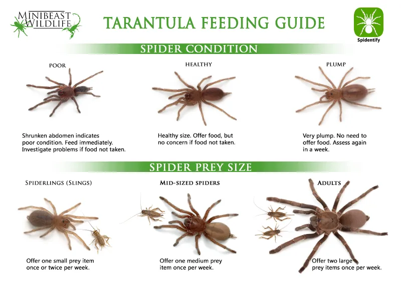 22375 tarantula habitat