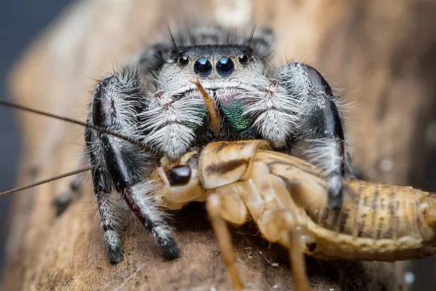 22375 tarantula species