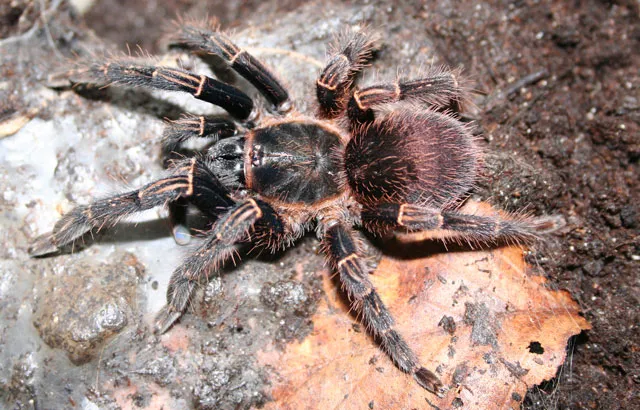 22376 chilean rose tarantula