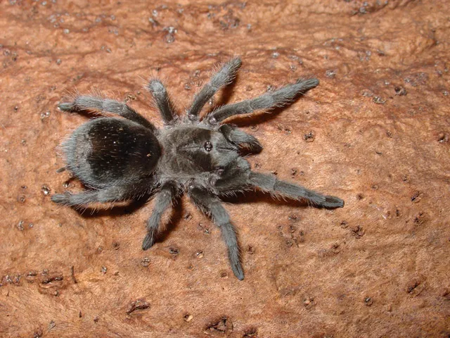 22376 curly hair tarantula
