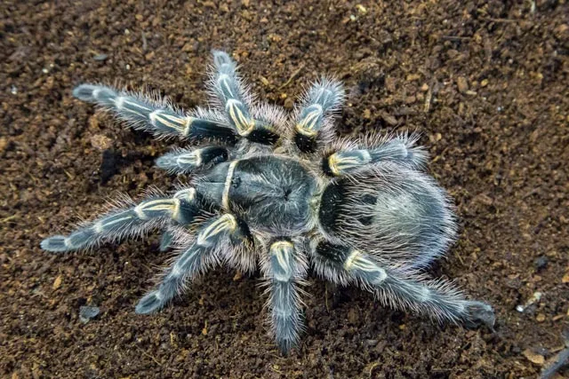 /img/22376-responsible-tarantula-ownership.webp