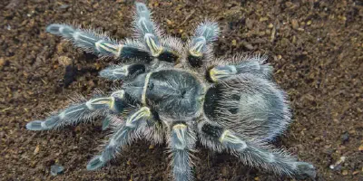 /img/22376-responsible-tarantula-ownership.webp