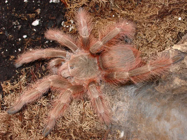 22376 tarantula feeding