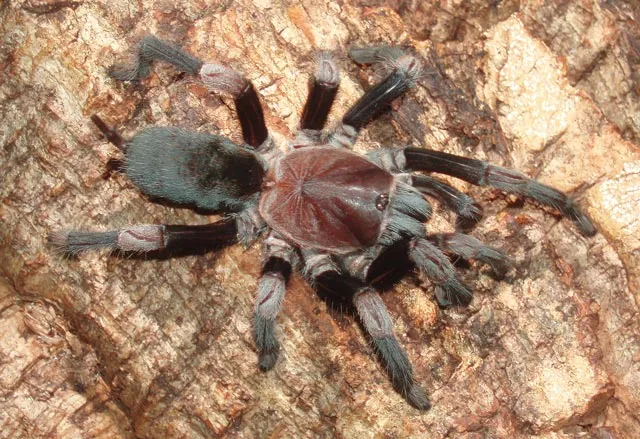 22376 tarantula local stores
