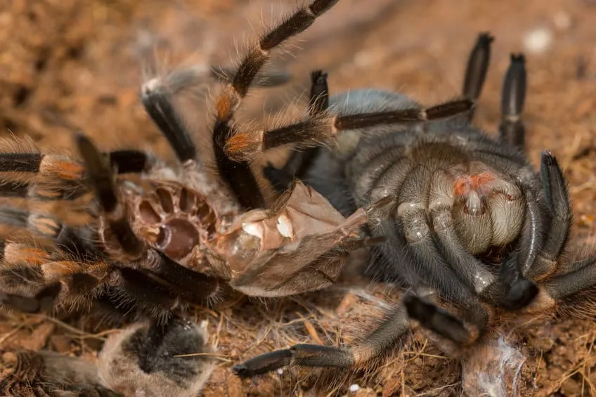 /img/22378-humidity-tarantula.webp