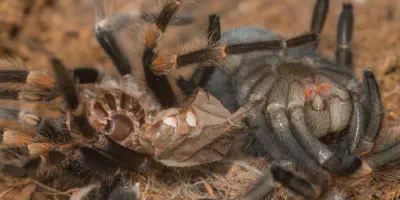 /img/22378-humidity-tarantula.webp