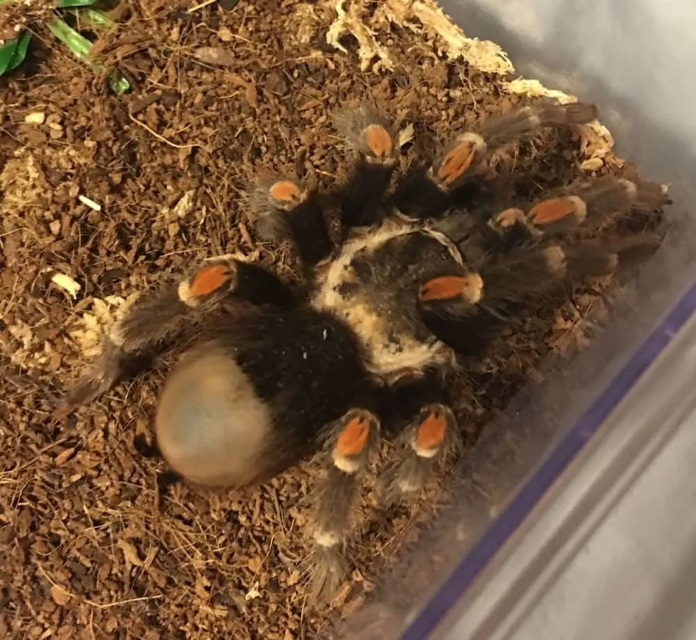 22378 stuck molt tarantula
